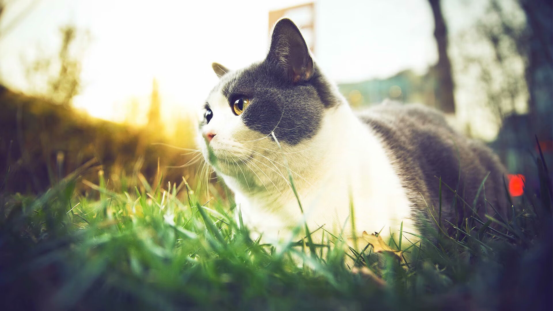 澳女队起跳快一拍 赢得先机，女子澳网2021