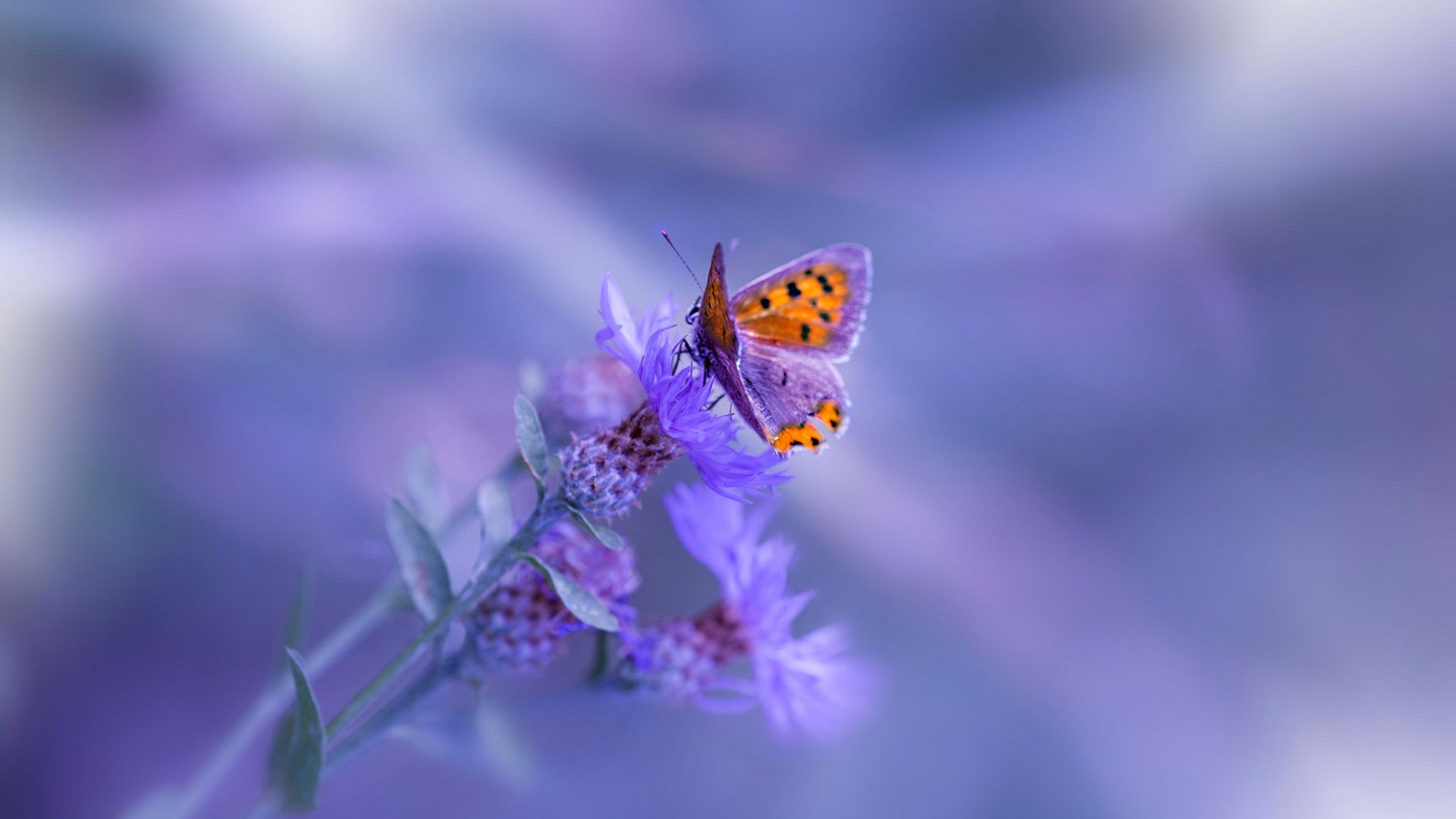 拉齐奥稳定后场组织保障中前场输出，拉齐奥阵型