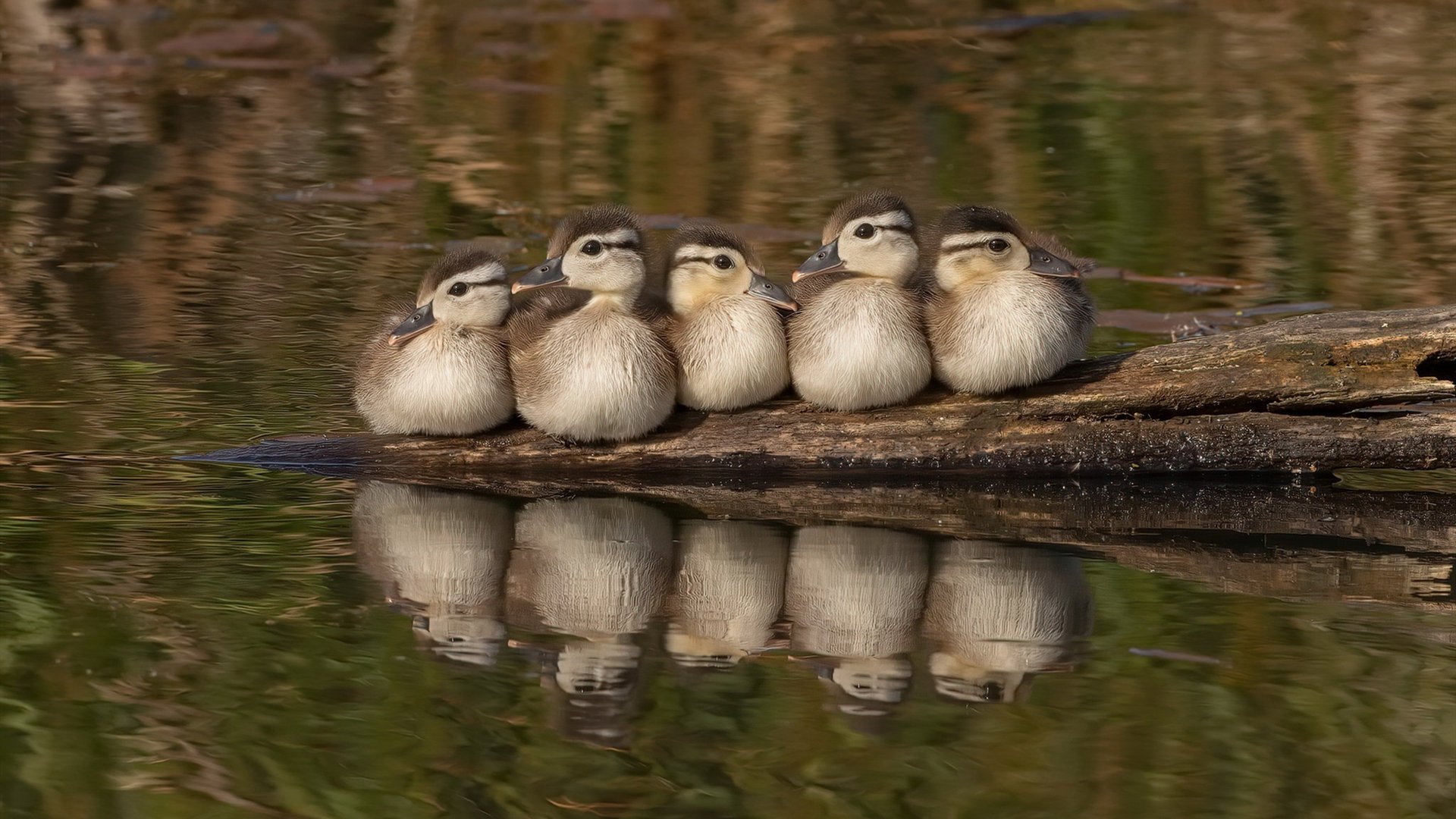 皇家社会控球精度提升扩大控场范围，皇家社会新球场
